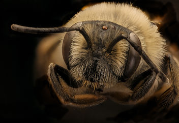 Andrena barbara, f, face ,Prince Georges Co., MD_2018-05-16-16.27 - Free image #454577