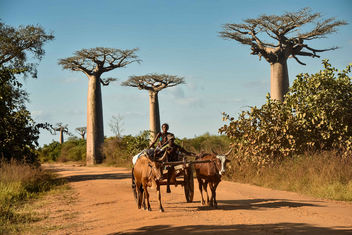 Baobabs and Cart - image gratuit #454707 