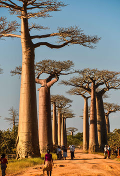 L'Allee des Baobabs - image gratuit #454717 