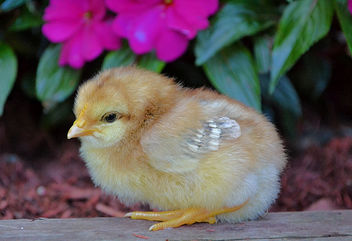 A Little Chick In The Garden - бесплатный image #454767