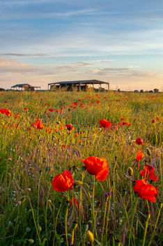 Yorkshire Poppies - бесплатный image #454867