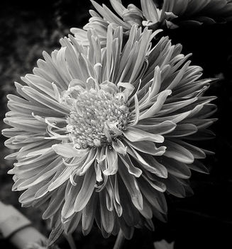 Black and white beauty - image #455077 gratis