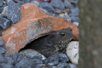 Pad - Toad (Bufonidae) - image gratuit #455267 