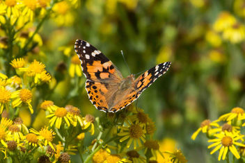 Painted lady - Kostenloses image #455417