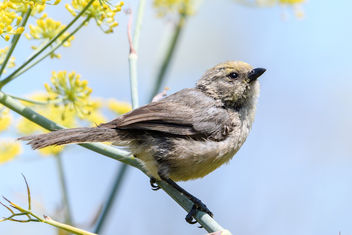 Bushtit (Pacific) (m) with pollen on its face - Free image #455547