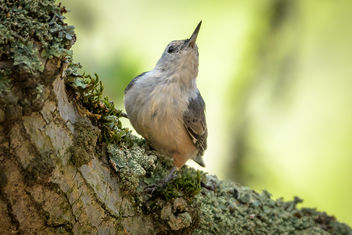 White-breasted Nuthatch - Free image #455707