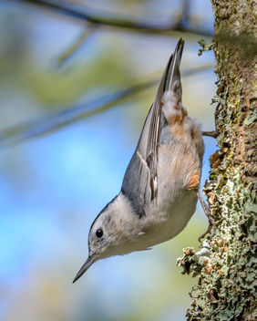White-breasted Nuthatch - Free image #455997