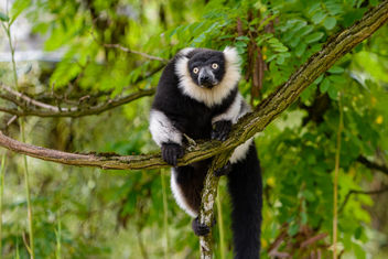 Lemur - image gratuit #456067 