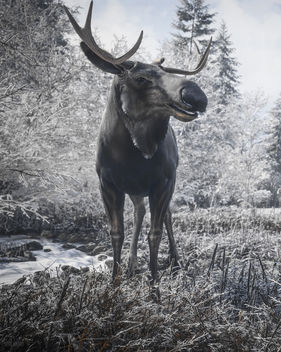 TheHunter: Call of the Wild / Hello Mr. Moose (Alt) - Free image #456107