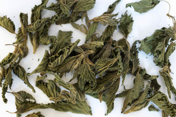 Close Up on Dry Nettle Leaves on the White Background - image #456377 gratis