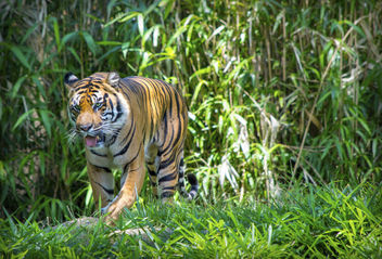 Tiger IV - image gratuit #456397 