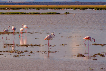 Lesser Flamingos, Lake Amboseli - бесплатный image #456607