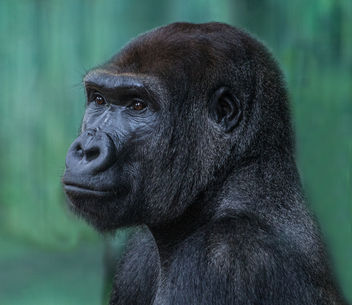 Western Lowland Gorilla - image gratuit #456617 