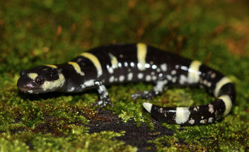 Ringed Salamander (Ambystoma annulatum) - image #456637 gratis