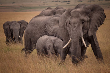 African Bush Elephants, Maasai Mara - image gratuit #456717 