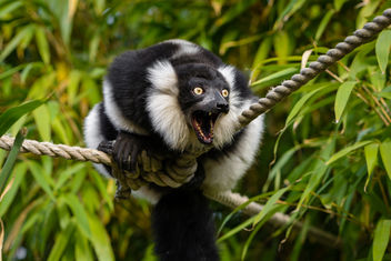 Lemur - Free image #456737