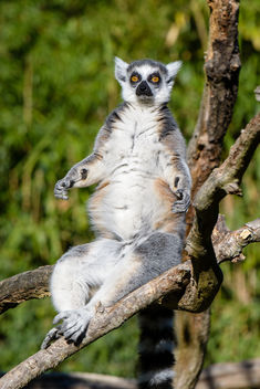 Lemur - Free image #456757