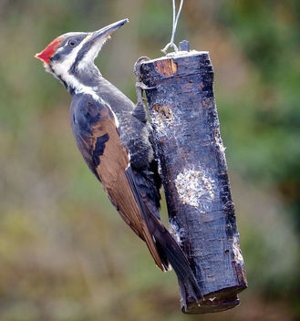Pretty Lady: Female Pileated Woodpecker - image gratuit #456777 