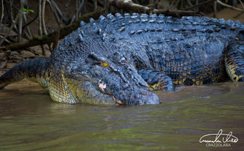 Crocodile - Kostenloses image #457197