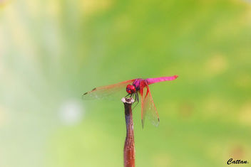 Red Dragonfly - image #457417 gratis