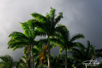 Palm Tree - Kostenloses image #457447
