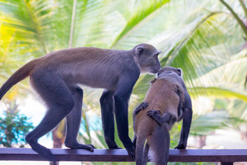 Vervet Monkeys - бесплатный image #457667