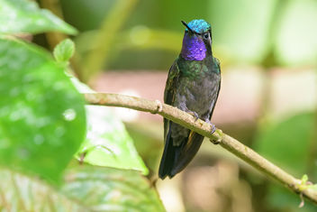 Purple-throated Mountain Gem Hummingbird - Free image #457967