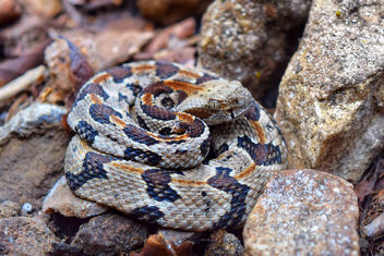 Timber rattlesnake (Crotalus horridus) - Free image #458037