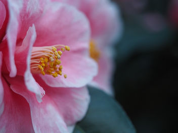 Camellia - Free image #458867