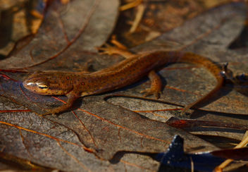 Central Newt (Notophthalmus viridescens) - Free image #458957