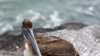 Brown Pelican ~ Pelecanus occidentalis ~ Port St. Lucie, Florida - image gratuit #459187 