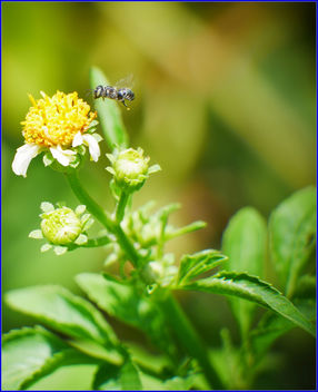 flower and pollinator - Free image #459397