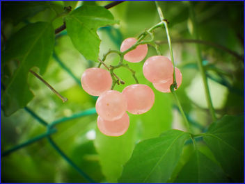 pinky berries - image gratuit #459427 