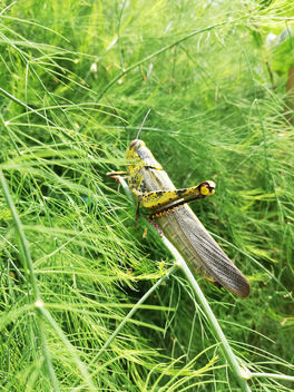huge grasshopper - image gratuit #459687 