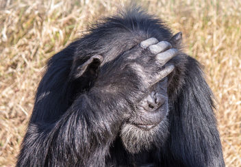 Chimpanzee, Ol Pejeta Conservancy, Kenya - бесплатный image #459747