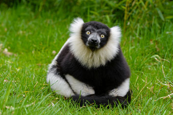 Lemur - Free image #459807