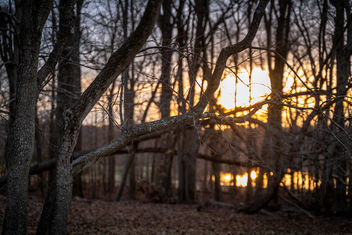Sun Zinging Through the Trees - image gratuit #459917 