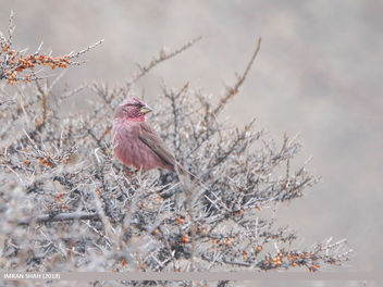 Red-Mantled Rosefinch (Carpodacus rhodochlamys) - Free image #460067