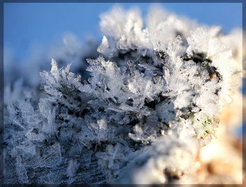 Frost - Kostenloses image #460077