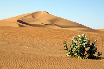Lonely plant in the desert - бесплатный image #460157