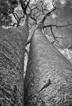 Baobab Twins - image gratuit #460177 