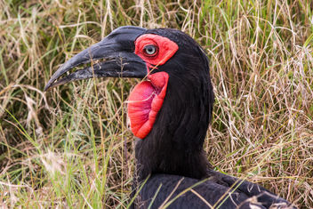 Southern Ground Hornbill, Maasai Mara - image gratuit #460237 
