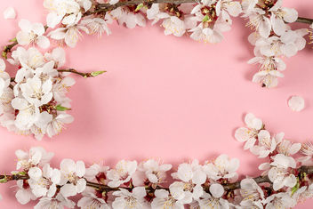 Spring pink background with flowering apricot branches - image gratuit #460487 