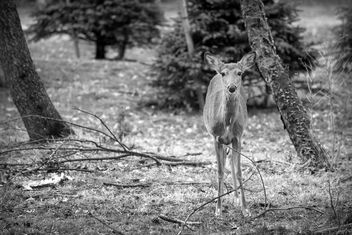 Bambi VII - Free image #460527