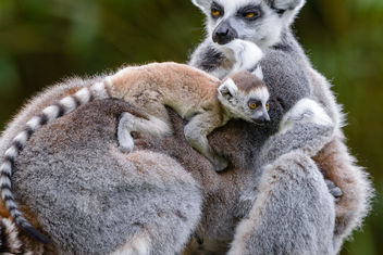 Lemur - Free image #460607