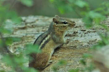 Chipmunk in the Woods - Free image #460857