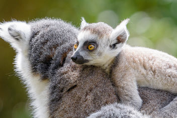 Lemur - image gratuit #461217 