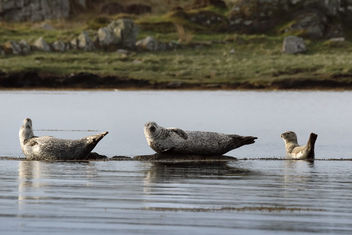 Family Of Seals - бесплатный image #461267