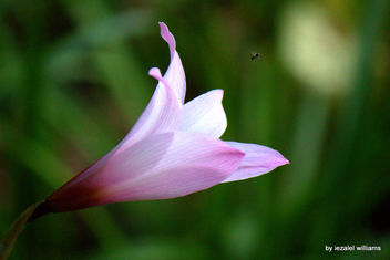 Pink flower by iezalel williams - Canon EOS 700D - IMG_0228 - image gratuit #461437 