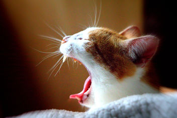 WoOaW Cat by iezalel williams IMG_3195 - Canon EOS 700D - image gratuit #461467 